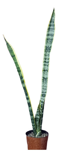 Pack De Tres Sansevieria Trifasciata O Lengua De Suegra Blanco
