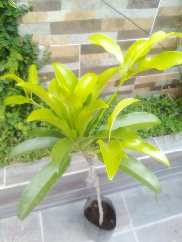 Arbol De Chicozapote Injerto Pregunte Costo De Envio