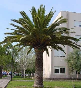 Imagen 3 de 4 de Palmera Phoenix Canariensis 20lts
