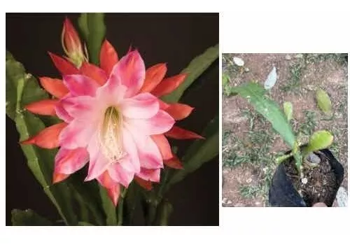 Cacto Orquídea Rosa Com Branco (epiphyllum Sp) Muda | Parcelamento sem juros