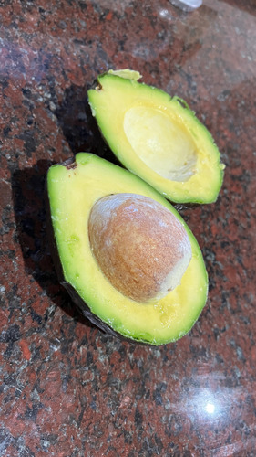 Palta Fresca Recién Cosechada