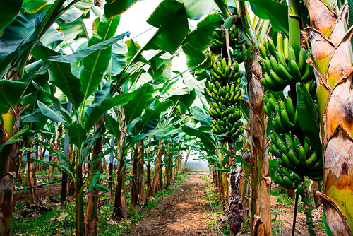 Planta De Plátano Dominico ( Hartón ) Más Semillas 