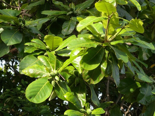 Almendro