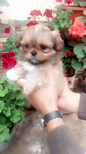 Shitzu Cachorros Macho Y Hembra 300 Color Caramelo Puros