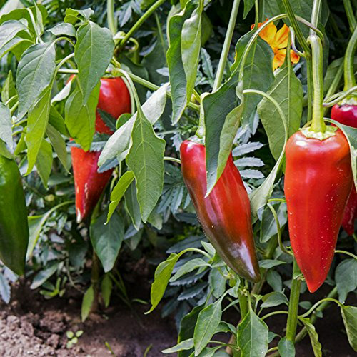 Repelente De Plagas - Dhed Garden Live Pepper Anaheim Chili 