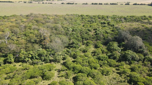 Chacra En Venta 4 Hectáreas, Gualeguaychú, Perdices.