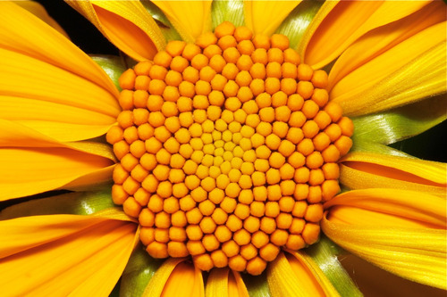 Tithonia Diversifolia | Árbol Girasol