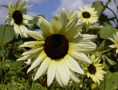 150 Semillas De Girasol Vainilla Hielo   + Instructivo