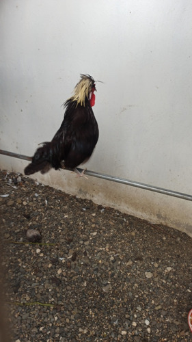 Gallinas Exótica