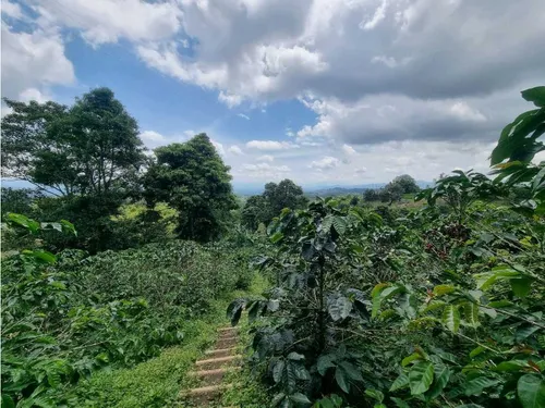 En Venta Finca Cafetera Certificada En Filandia Quindio
