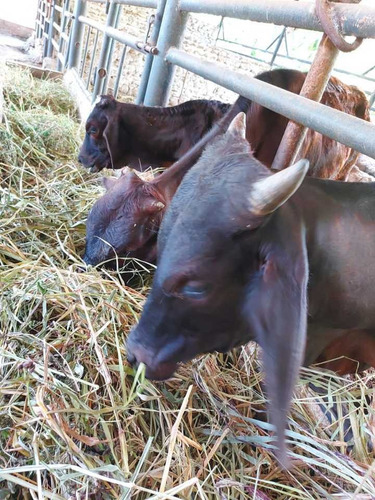 Imagen 10 de 29 de Finca Mixta + Manga De Coleo De 1 Ha En Guayabita En Turmero