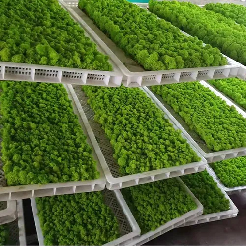 Fruit Green / 500g Decorative Moss Preserved Durable Natural