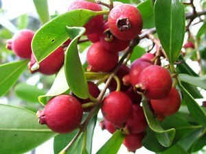 Guayaba Japonesa, Arbolito Muy Bonito