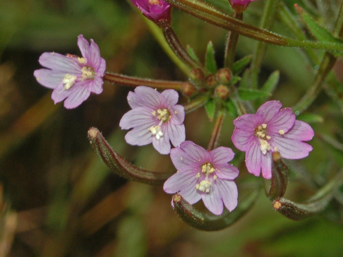 30 Semente Epilóbio Epilobium Parviflorum Prostata P/ Mudas