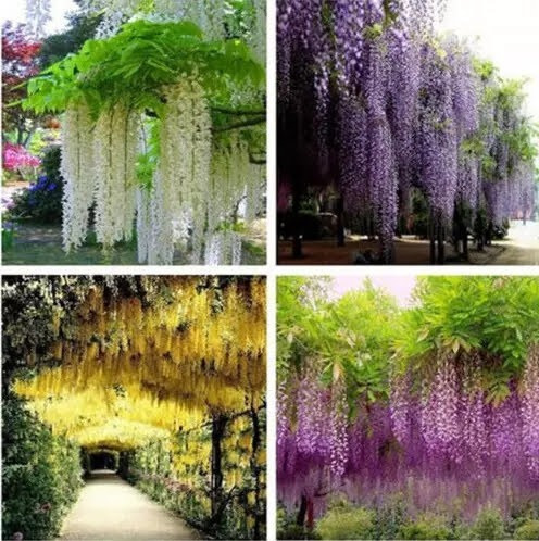 8 Sementes Mix 4 Cores De Wisteria Glicinia