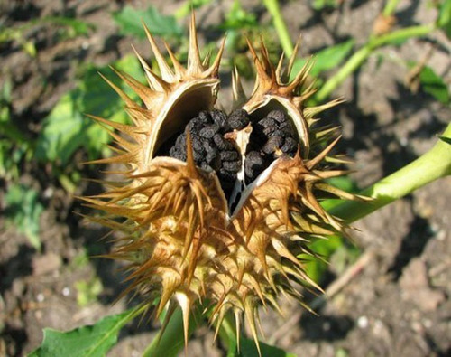 100 Semillas De Toloache Datura Stramonium 