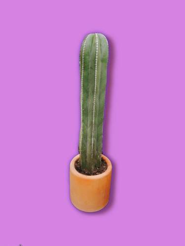Cactus Órgano En Maceta De Barro 70 Cm A 100cm