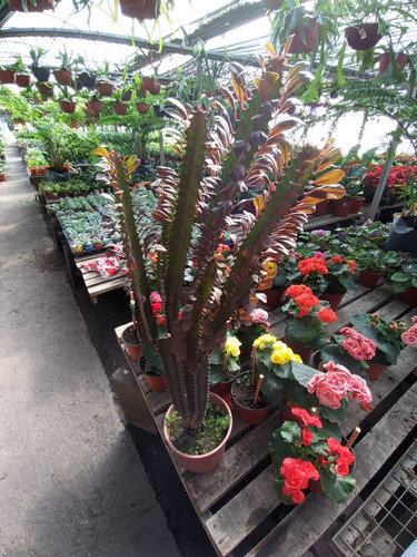 Euphorbia Trigona Rubra - Maceta 17