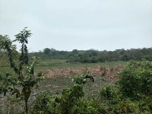 Venta Rancho 50 Hectareas Tampache Tamiahua Veracruz