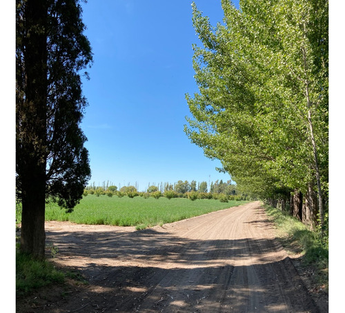 Finca Gral Alvear, 71 Hcts,en Producción Y Con Equipamiento.