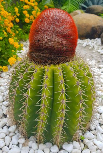 20 Semillas De Cactus Melocactus  + Instructivo 