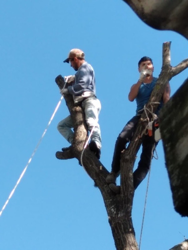 Imagen 3 de 5 de Podas En Altura.