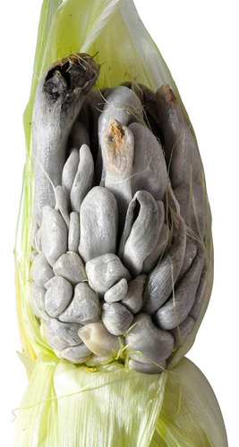 Micelio Para Producir Huitlacoche, Presentación Líquida