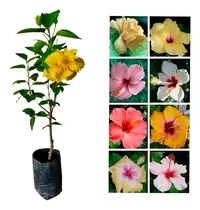 Comprar Partes De La Rosa China