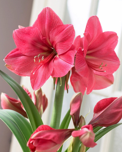 Curso De Cultivo De Hippeastrum Amarilys + Bulbo Adulto