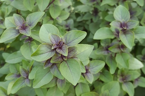 Semillas Organicas De Tulsi - Albahaca India Sagrada