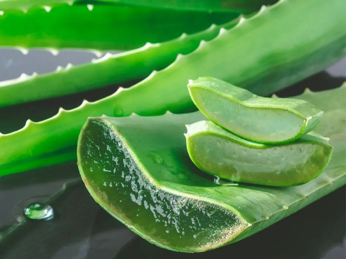 1 Muda De Babosa Aloe Vera Barbadensis Miller 40cm Com Vaso