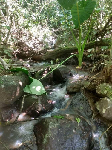Imagem 7 de 15 de Chácara Para Venda Em Igrejinha, Voluntária Baixa - Cwvcr0133_2-1400751