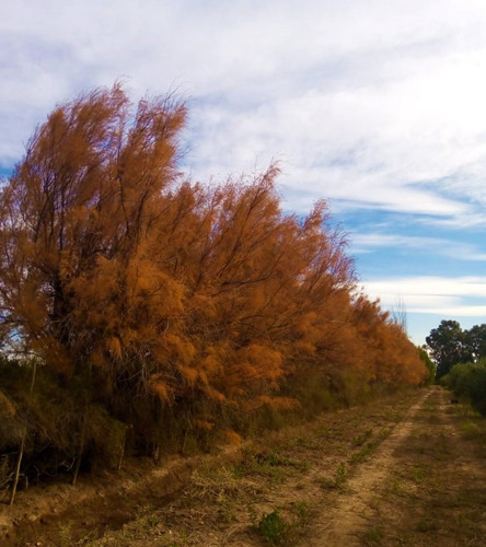 Imagen 6 de 10 de Finca En Venta En Lavalle Mendoza Con Cultivo