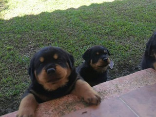 Rottweiler Cachorros Reserva