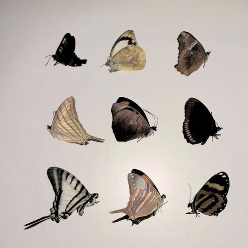 Colección Mariposas Naturales Antiguas Disecadas 4 Unidades.