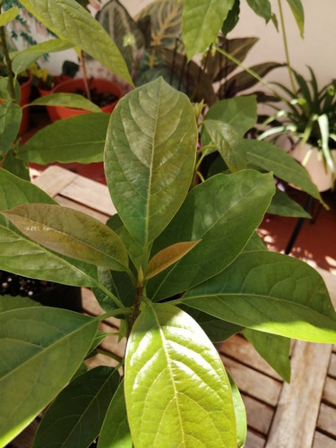 Plantines Ecológicos De Palta Hass