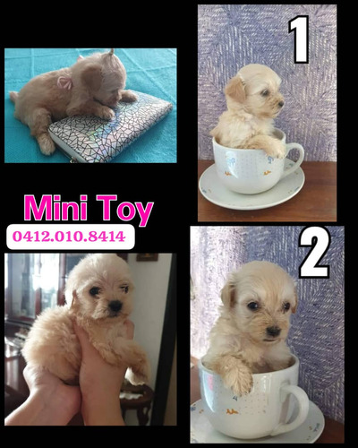 Poodle Mini Toy Peluche