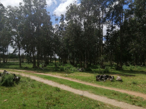 Chacra 1.5 Hás. A La Venta Ruta 8 Vieja Piedra Del Toro