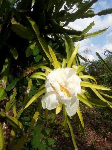 Imagen 6 de 10 de 150 Esquejes De Pitahaya Amarrilla Y H.andatus Golden