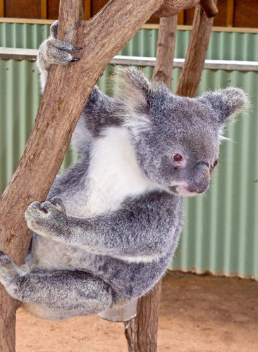 Cuadro 20x30cm Koala Animal Salvaje Naturaleza Hermoso M6 | MercadoLibre