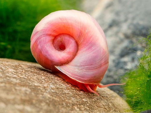 Conjunto 5 Filhotes De Caramujo Pink Ramshorn
