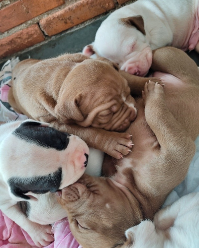 Imagem 1 de 5 de Vende-se Filhotes De American Bully's E Pitbull's Monsters.