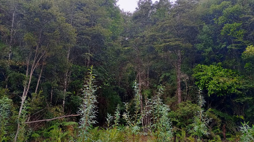 Parcela En Lomas Del Maullín. Camino Las Lomas Ruta V-590.