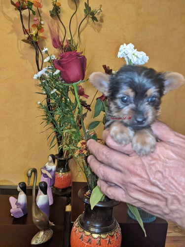 Bellos Yorkshire Terrier 550 Yorky Puros Macho Y Hembra