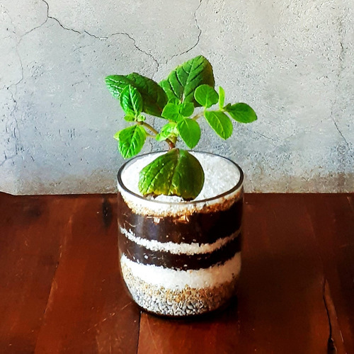 Plectranthus Ciliatus Little Terrario 10 The Little Yisus
