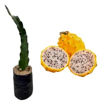 Comprar Planta La Fruta Del Dragon De Donde Es