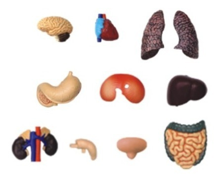Imagen 4 de 4 de 4d Vision Human Anatomy Modelo Torso Humano Medio 26083