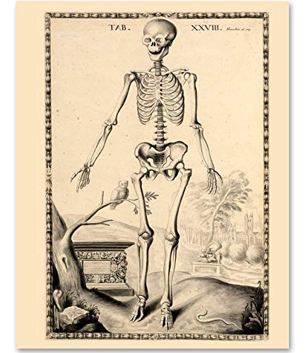 Skeleton - Tab Xxviii - Clásico Casa Oficina Nw46s