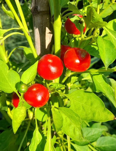 15 Semillas De Pimiento Ají Beso De Satanás