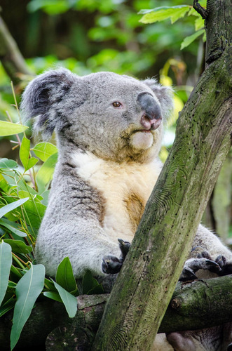 Cuadro 60x90cm Koala Fauna Gris Gray Osos Mimoso Tierno M4